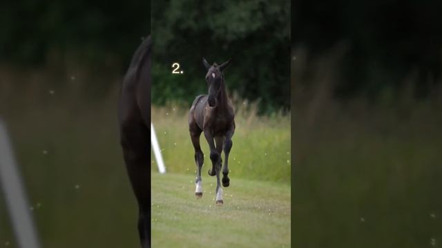 вот выбирашки смотреть онлайн