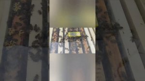 Пчелы не принимают матку что делать?