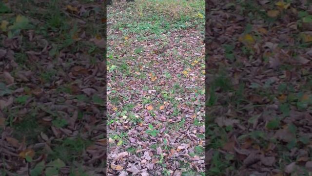 Белка в Измайловском парке, 14 сент. 2015г. смотреть онлайн