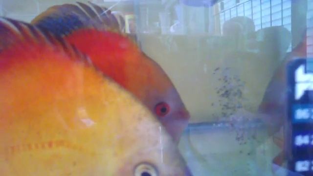 Red golden diamond смотреть онлайн