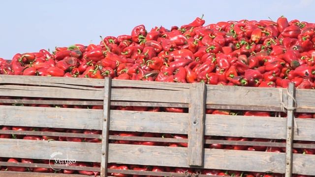 Proizvodnja paprika u Ruskom Krsturu - U nasem ataru 703 смотреть онлайн
