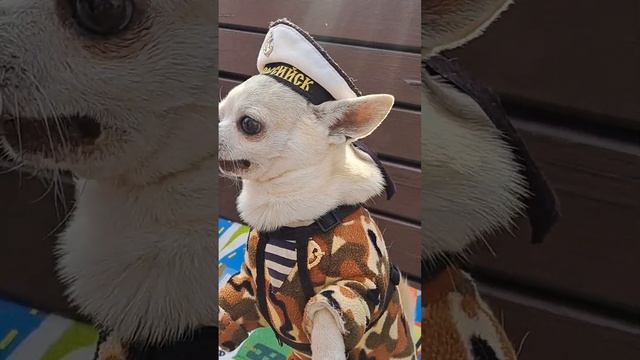 АДЛЕР. Набережная. Морячок Шекель! смотреть онлайн