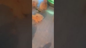 Дмитриевские перепела