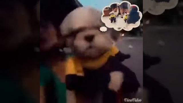 Despicable Me Minion Pet Costume смотреть онлайн
