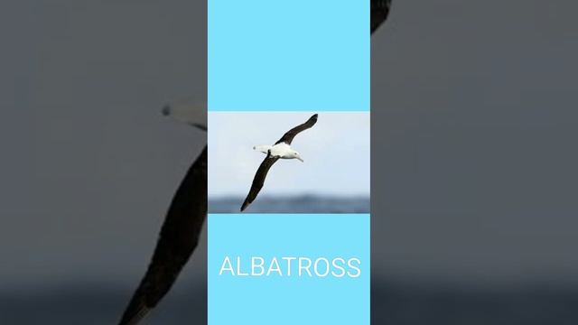 Facts about ALBATROSS смотреть онлайн