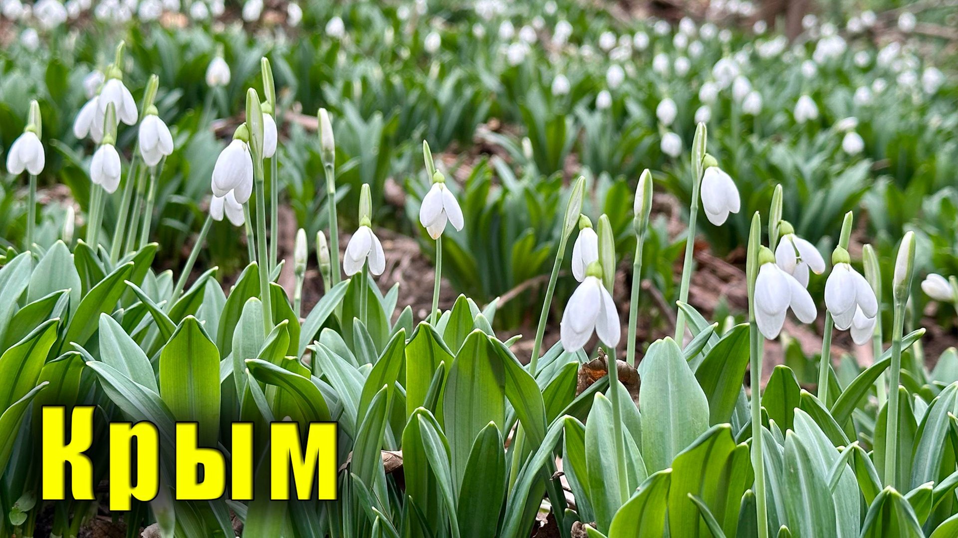 КРЫМ. Температура морской воды в Ялте. Гора Крестовая. ПОДСНЕЖНИКИ. Что такое Галантус. смотреть онлайн