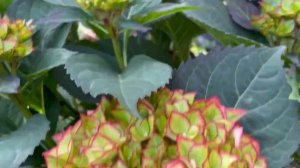 🪴Цветет Таблетензия. Обзор сортов крупнолистных гортензий🔥