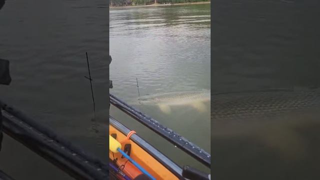 I was fishing for white bass! 48" alligator gar on light tackle. смотреть онлайн