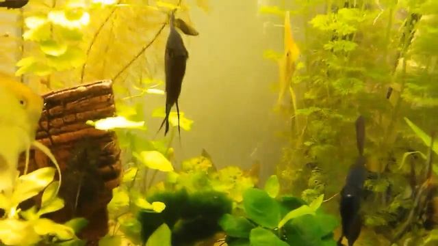 Травник 250 литров. Балонная система Co2. Редуктор с Китая.