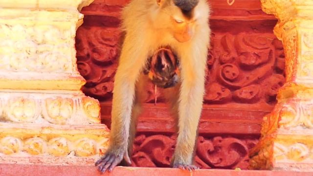 OH, Godless... 🤣Sad Hybrid Newborn Baby Monkey, The New Mom LIPA Carelessly Takes Care Of Her Baby
