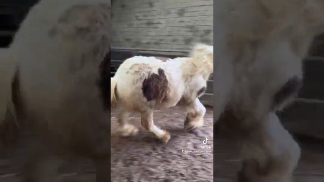 Silver dapple and white colt canter in a circle смотреть онлайн