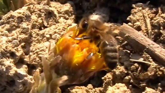 Abeille noire-Apis mellifera (Apidae-Hymenoptera) смотреть онлайн