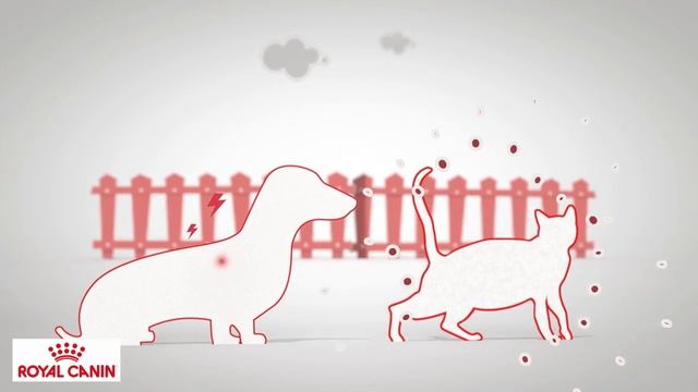 Raças - A Royal Canin é muito mais смотреть онлайн