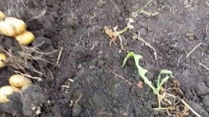 Сорт картофеля Великан. Вкусная, урожайная, без мелочи