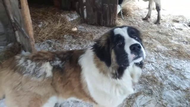 Приключения одной коровы. Тихон- самый ручной кот)) смотреть онлайн