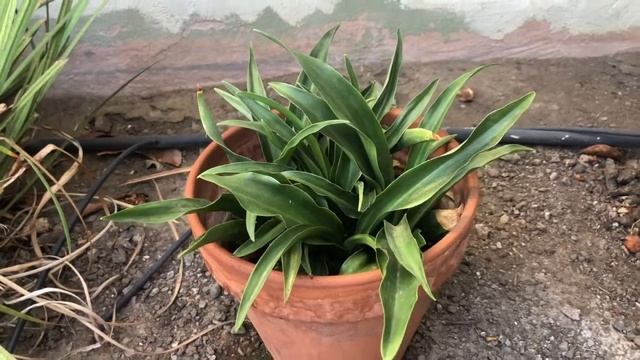 Oct 2022 Rohdea Japonica Update смотреть онлайн