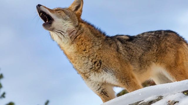 Coyote Sounds: Listen to howling, yipping, and screaming sounds of coyotes смотреть онлайн