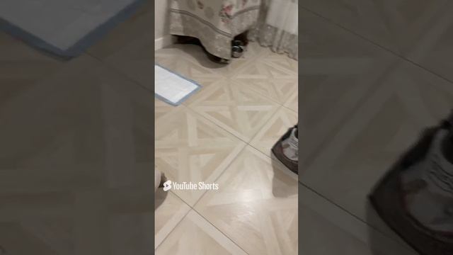 Мопс Милка смотреть онлайн