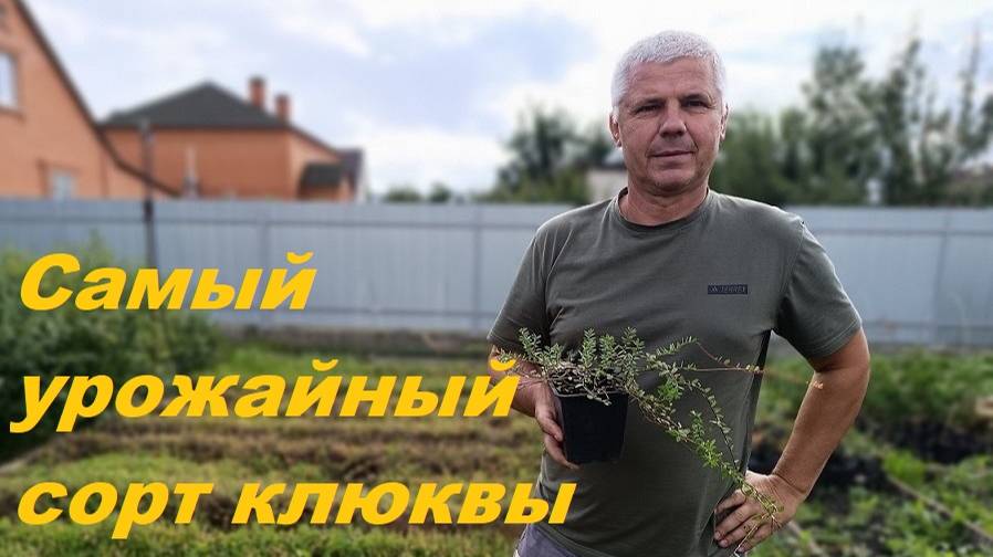 Пилигрим, самый урожайный сорт клюквы!!! смотреть онлайн