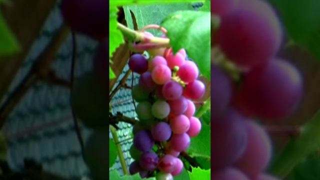 Солнечное настроение. Виноград. Дмитрий Шлапак смотреть онлайн