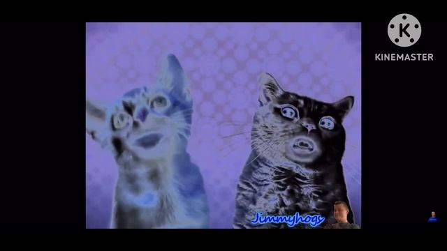 The Longest Numa Cat Effects In 45 Mintues (900 Subscribers Special) смотреть онлайн