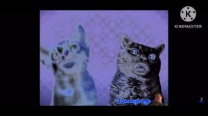 The Longest Numa Cat Effects In 45 Mintues (900 Subscribers Special)