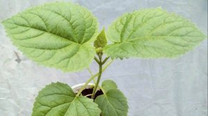 Павловния.Черенкование методом буррито.