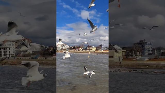 Посадка самолёта Адлер Мзымта. смотреть онлайн