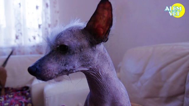 "СОБАЧИЙ РАЙ" - фильм о бездомных собаках и не только... смотреть онлайн