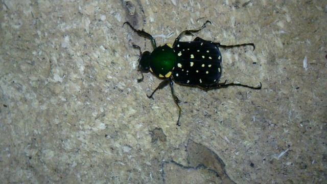 HD Taiwan's Flower Beetles( Gnorimus tibialis Chujo )(origin :Taiwan).MP4 смотреть онлайн