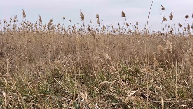 Коротко о новогодних выходных… смотреть онлайн