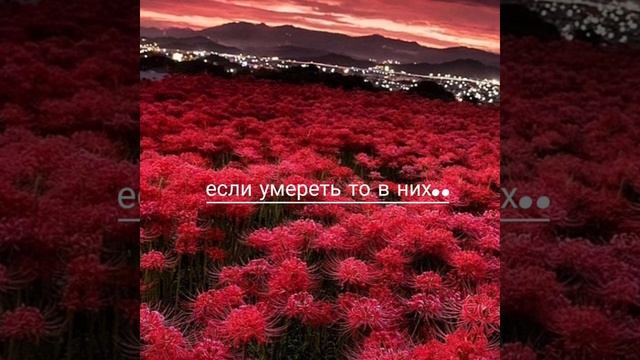 паучья Лилия ﹤3