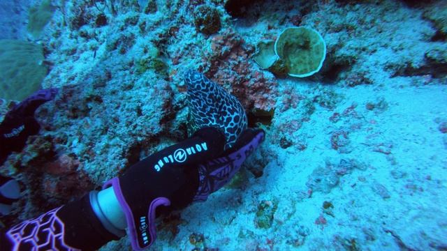 МАЛЬДИВЫ ЛУЧШИЕ ДАЙВ САЙТЫ Best Scuba Diving Holiday Locations Scuba Dive in the Maldives смотреть онлайн