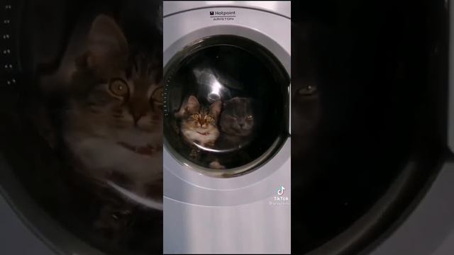 Прикольные коты в стиралке / Настоящая любовь #котыприкол #смешныекоты #угарныеживотные смотреть онлайн