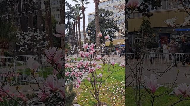 СОЧИ. Навагинская. Магнолия СУЛАНЖА. 13марта. смотреть онлайн