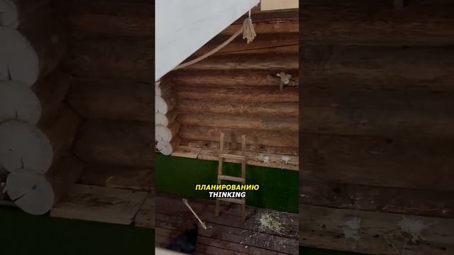Самый УМНЫЙ ВОРОН смотреть онлайн