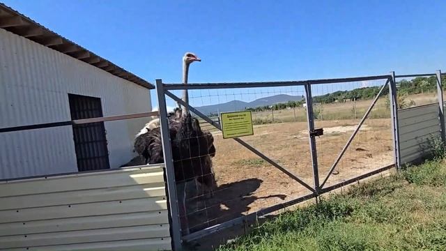 Крым. Страусиная ферма ШВЕЙЦАРСКИЙ ДВОР смотреть онлайн