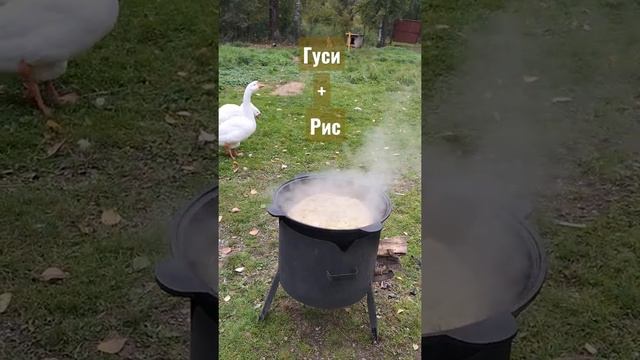 плов с гусем смотреть онлайн