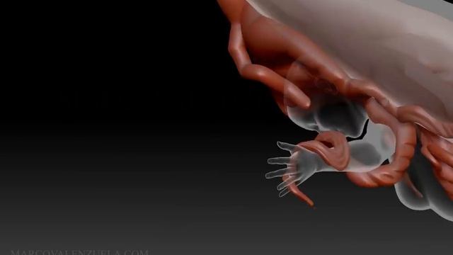 Hair with ZBrush ZSpheres (720p) смотреть онлайн