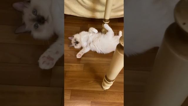 Два бирманских котенка, красавчики! Питомник Маритана кэт, у нас есть свободные котята смотреть онлайн