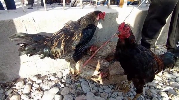 Валюта курси Ашроф бозор Хуроз Индюк Куён Каптар нархлари Дж Расулов 17 04 2022 й 💯