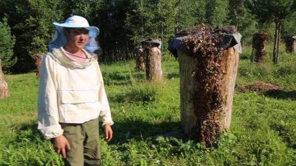 Документальный фильм про башкирских пчеловодов. Бортничество. Автор фильма Эльвина Рязанова.