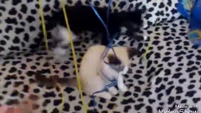 Мои кошечки смотреть онлайн