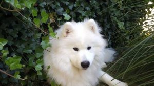 Обращение к зрителям нашего канала!!!