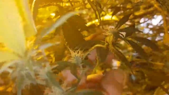 mimosa pineapple cheese cherry pie cheesecake and more cheese week 4 flower pt2 смотреть онлайн