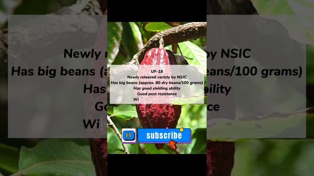 #cacao #agricola #lea смотреть онлайн