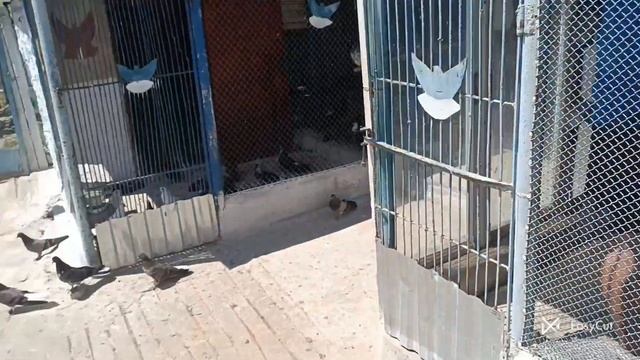Николаевские голуби, в гостях у Виталия Драганова! смотреть онлайн