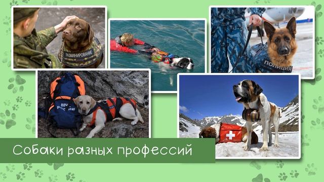 Проект Мои домашние животные