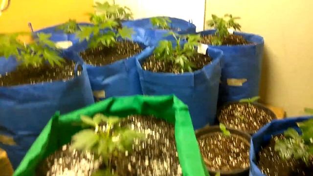 413 grow bosses got the cloner backup 5 gallon smart pots from Walmart смотреть онлайн