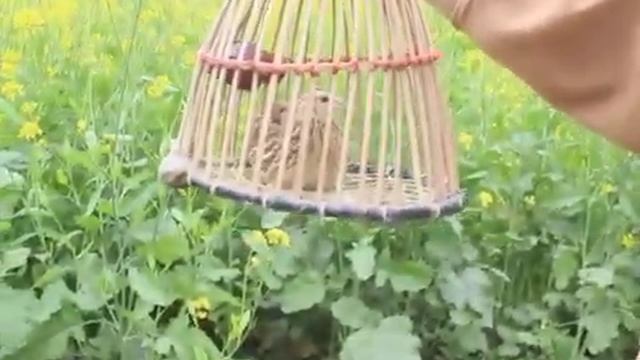 Ayol Bedana Ovozi//бедана сайраши//🔊ГОЛОС (МАНОК) ПЕРЕПЕЛ ПРИЗЫВ Female Quail Sound